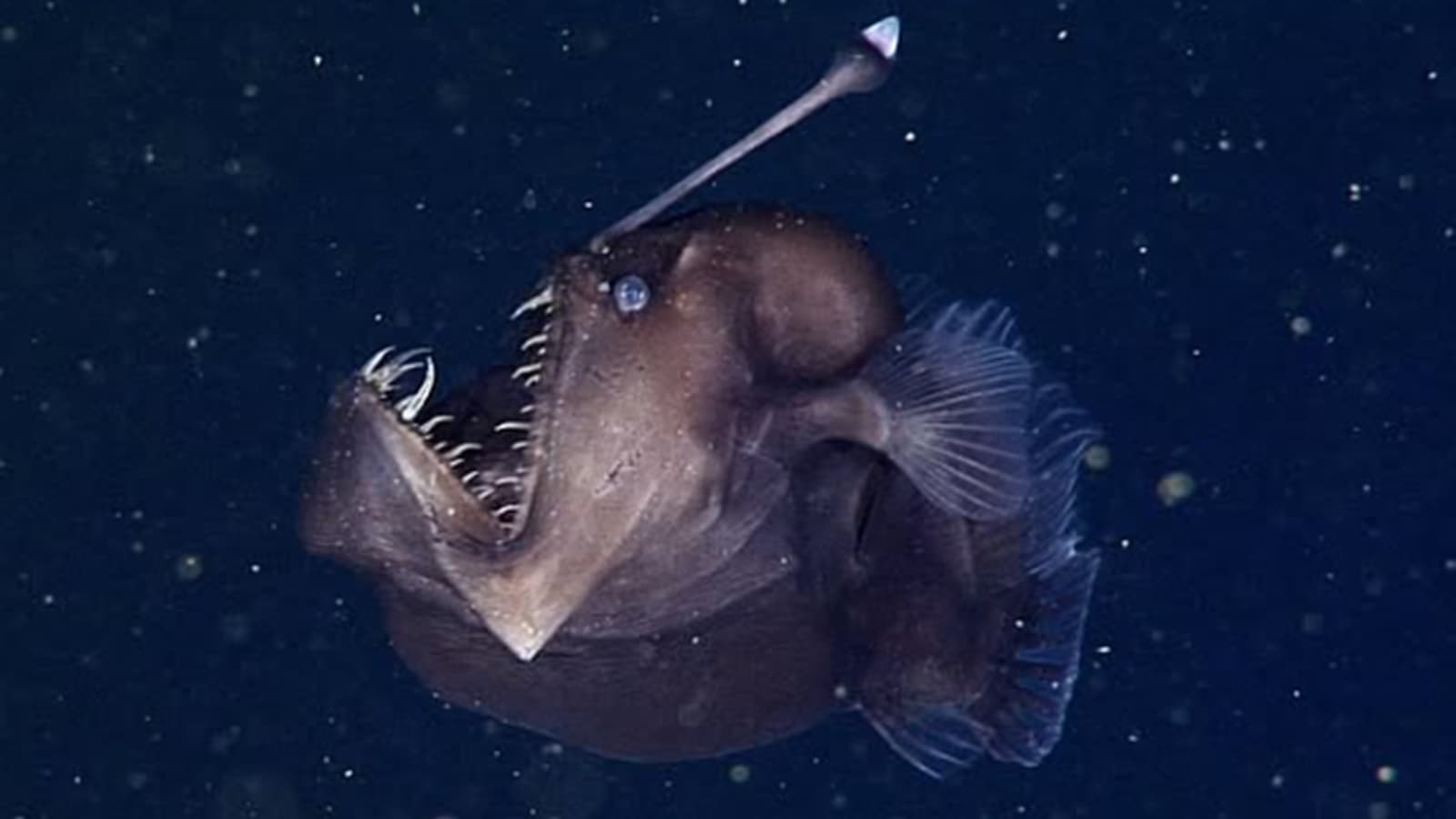 ‘Icarus of deep’: how dying anglerfish became social media sensation