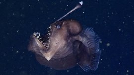 anglerfish