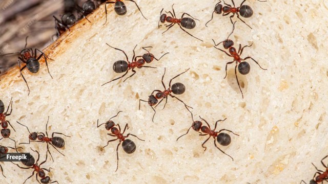 Ants dominate the planet in terms of sheer abundance.