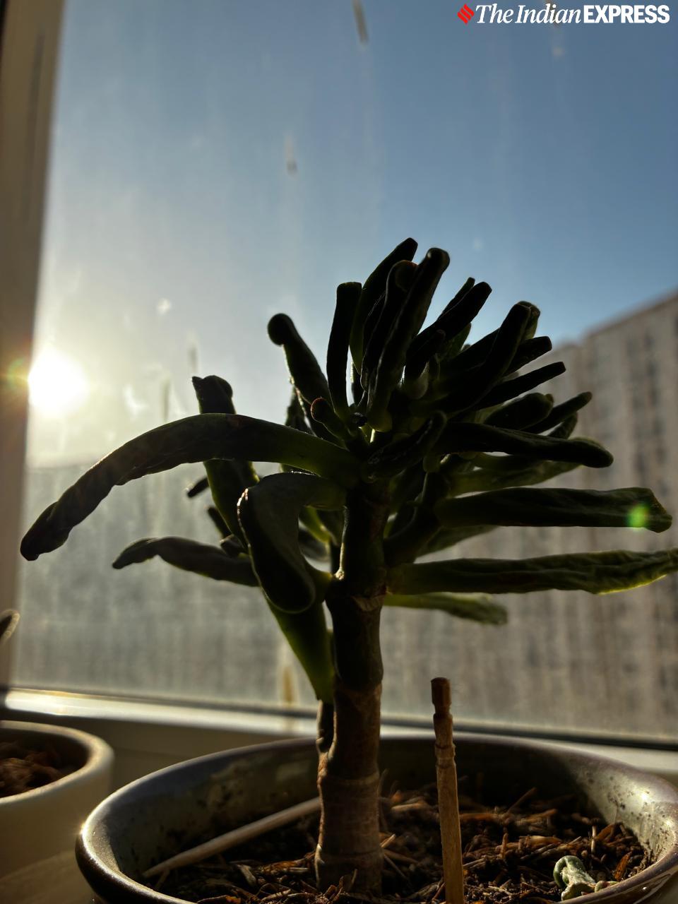 Apple iPhone 16e camera sample.