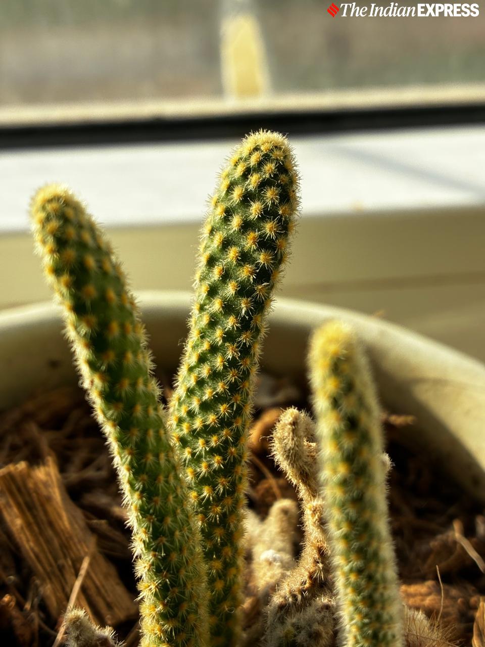 Apple iPhone 16e camera sample.