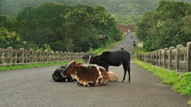 bovine breeding