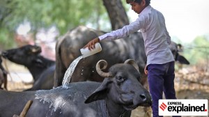 Pashu Aushadhi Kendras: how Govt plans to improvise its Jan Aushadhi initiative to protect livestock health