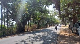 Hyderabad Since 2019, the proposed highway expansion has sparked resistance from environmentalists and activists, who argue that these trees in the Chevella Banyans are irreplaceable. (Express Archive Photo)