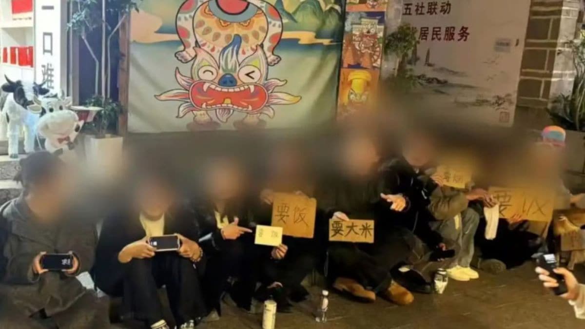 china playful begging