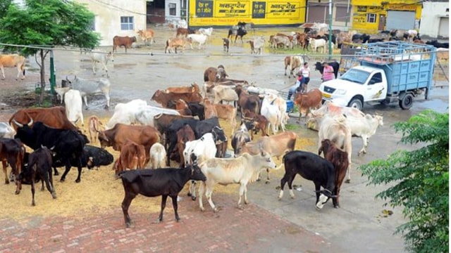 Fast track courts in Haryana to hear cow smuggling, cow slaughter cases ...