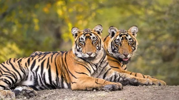 Knowledge Nugget: How is World Wildlife Day 2025 important for UPSC Exam?