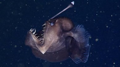 Deep beneath the ocean's surface, in what scientists call the "midnight zone" where sunlight cannot penetrate, female ceratioid anglerfishes swim with what appear to be strange appendages attached to their bodies.
