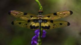 Picture wing, an insect from the dragonfly family at the Empress Botanical Garden, Pune. (Credit: Shreyas Pattanshetty)