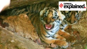 One more tiger reserve: why India needs them, the challenges some face