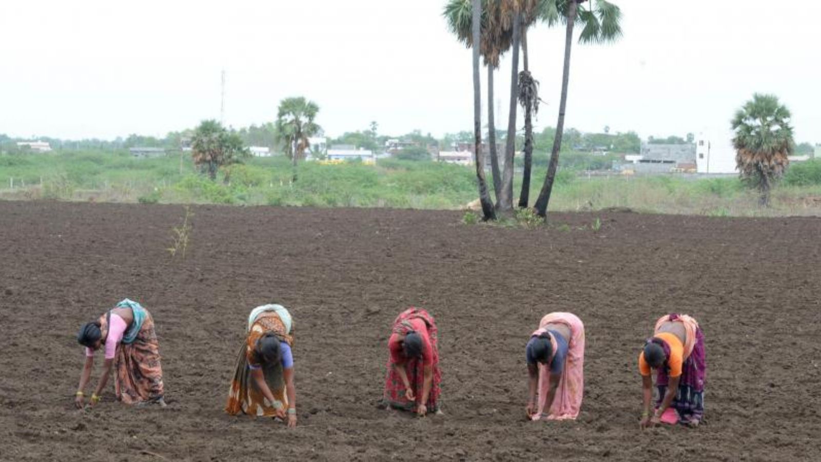 Under the existing Seed Act, 1966, penalties for companies or individuals involved in producing or selling counterfeit, adulterated, or substandard seeds were minimal. For a first offense, the maximum fine was just Rs 500. (File/Representational Image)