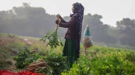 Gujarat: ‘Rs 1,162 cr worth aid provided to farmers hit by natural calamities in 2024 monsoon’