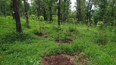 The NGT, taking suo motu notice of media media reports in April 13, 2024 pertaining to India losing 2.33 million ha of tree cover since 2000' had issued notices to all the states and Union Territories seeking their replies. (File Photo)