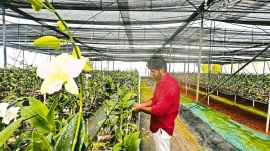 Krishnagiri, Krishnagiri flower industry blossoms, Tamil Nadu flower industry blossoms, Tamil Nadu, Indian express news, current affairs