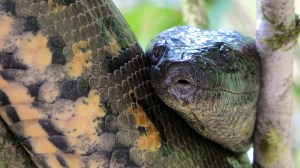Discover the biggest reptiles in the world, including giant crocodiles, snakes, lizards, and turtles. Learn about their sizes, habitats, and roles in the ecosystem.