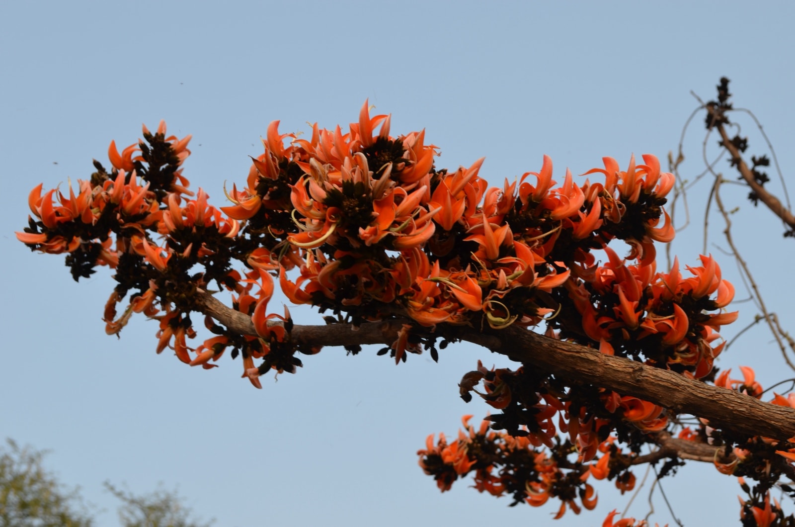 Palsh, Dhak, Tesu flowers or the flame of the forest