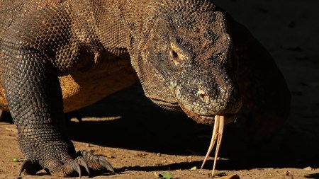 Discover the biggest lizards in the world, from the mighty Komodo dragon to the crocodile monitor. Learn about their habitats, diets, and fascinating behaviors in this guide to giant lizards.