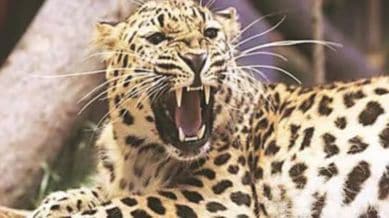 Leopard attacks tribal men and forest officials in Surat's Amli Dabda village; several injured.
