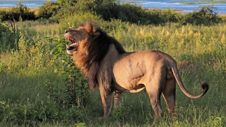 Discover the official animals of all 28 Indian states. Learn about their significance, conservation status, and why they were chosen as state symbols.