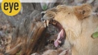 lioness