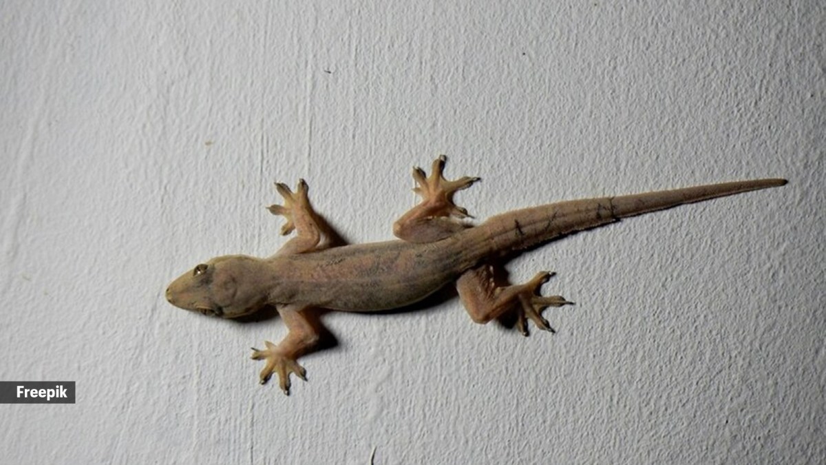 Four effective solutions to get rid of lizards during summers at home |  Pets-animals News - The Indian Express