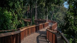 malabar hill forest walkway