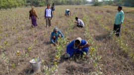 navi mumbai residents protest against mangrove destruction