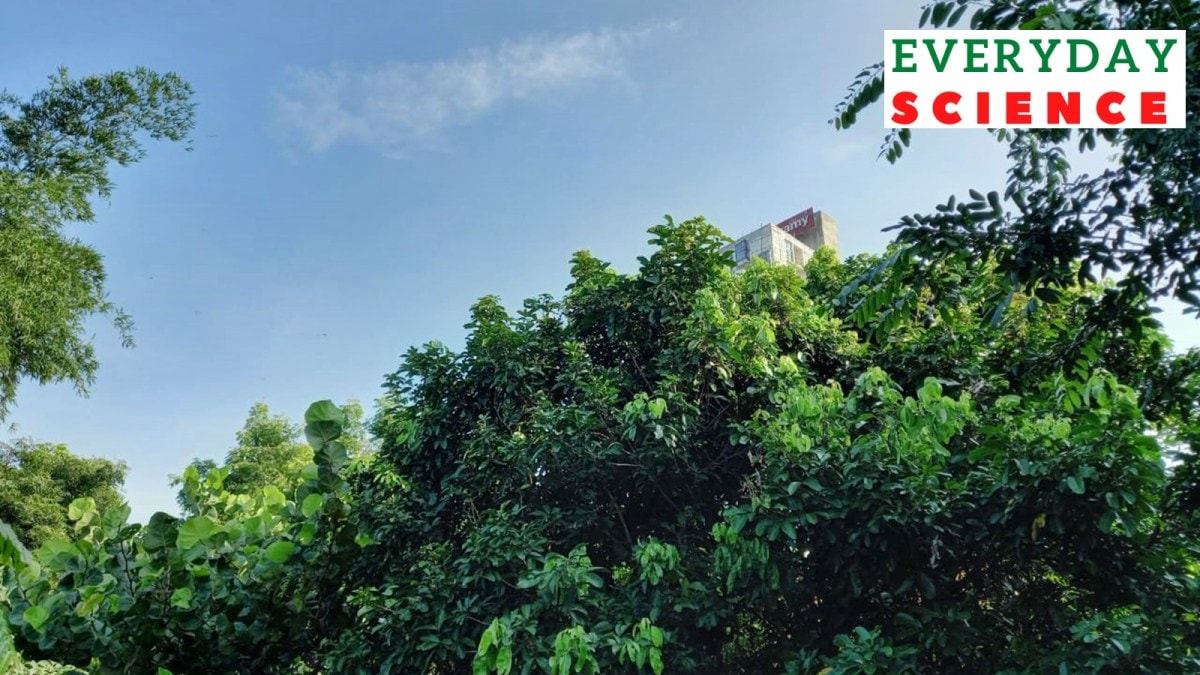 A Miyawaki forest in Kotturpuram, Chennai.