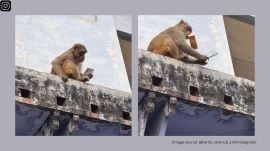 The monkey dropped the phone only after receiving a tetra pack of Frooti in return