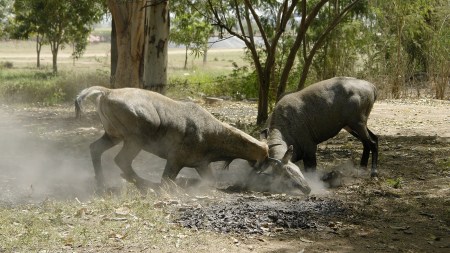 Discover the official animals of India’s Union Territories,