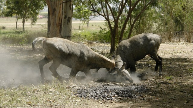 Discover the official animals of India’s Union Territories,