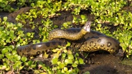 northern green anaconda