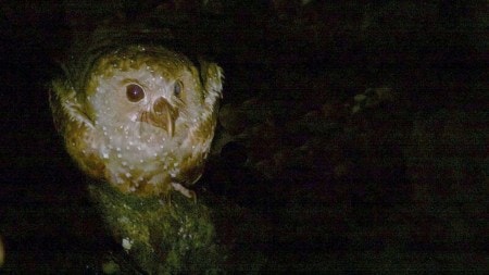Discover six mysterious birds that hunt in the dark,