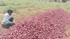 onion farmers, protest, indian express