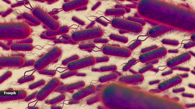 Real worms have now replaced fictitious worms as a point of discussion in many other households with young children.