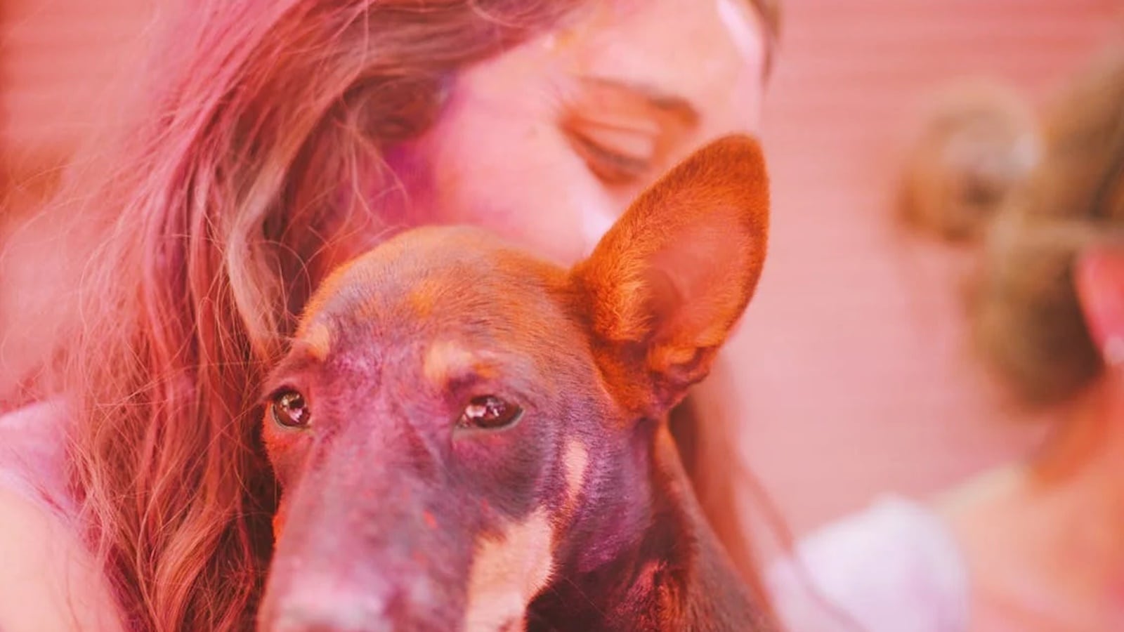pets holi