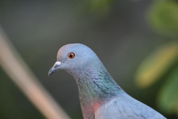 The unchecked rise in Mumbai’s pigeon population, fuelled by rapid urbanisation and human intervention, is posing a growing challenge to the city’s biodiversity