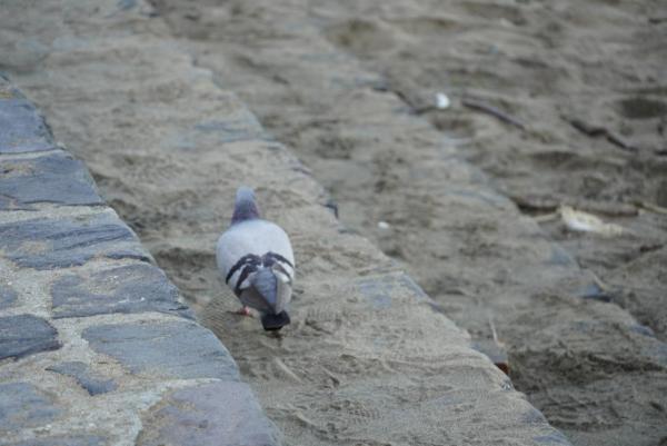 Pigeon droppings, feathers, and nesting material carry harmful pathogens, including bacteria, viruses and fungi that can cause severe respiratory and systemic illnesses