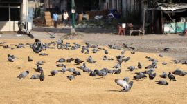Pigeons, also known as rock doves, have become an inseparable part of Mumbai’s cityscape, fluttering around railway stations, perching on balconies, and congregating in designated feeding areas known as Kabutarkhanas.