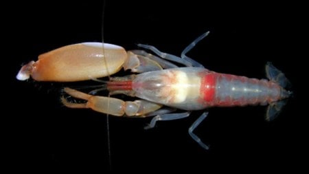 The pistol shrimp, also known as the snapping shrimp, possesses an extraordinary weapon