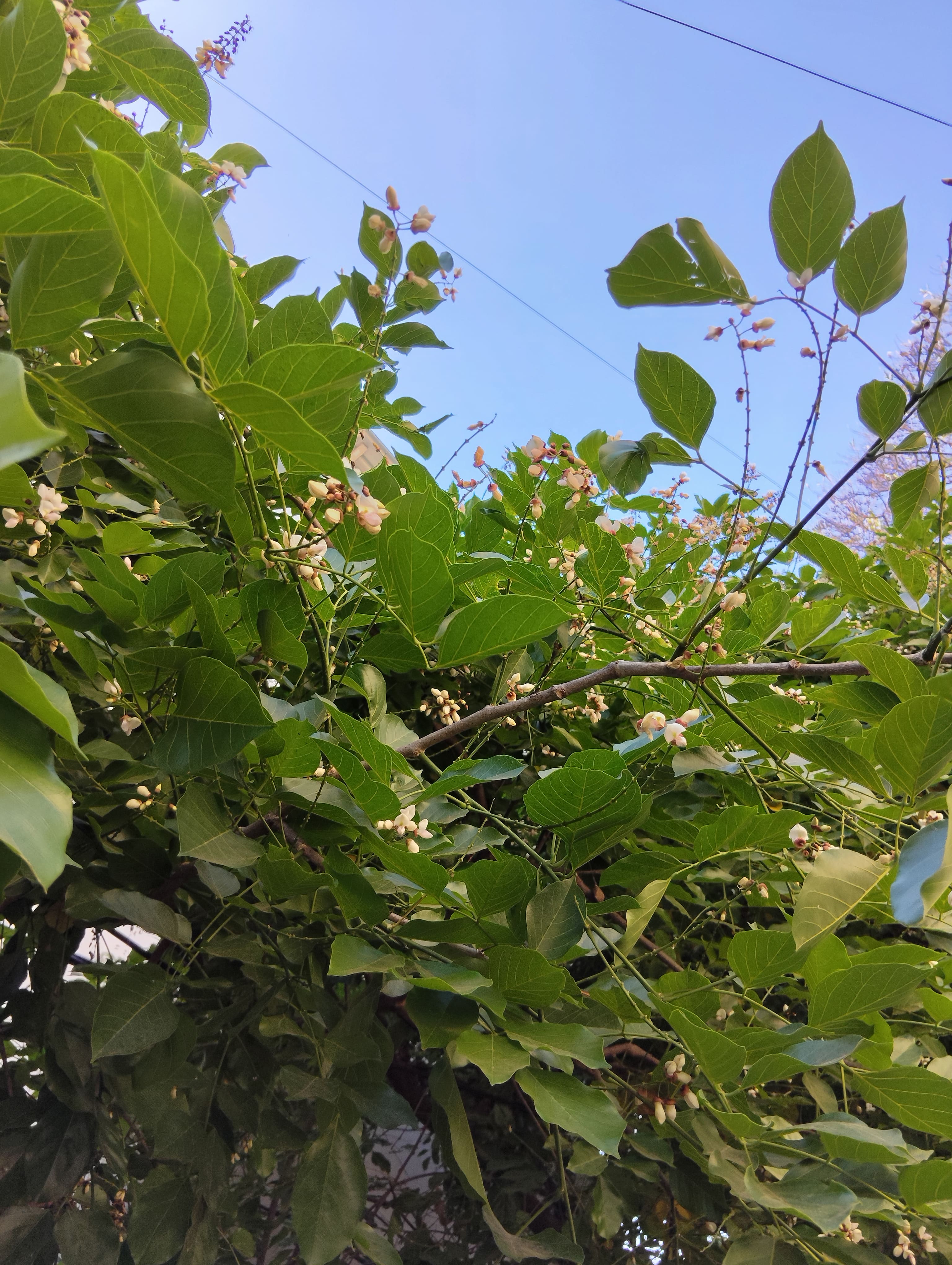 Poco M7 5G camera sample.