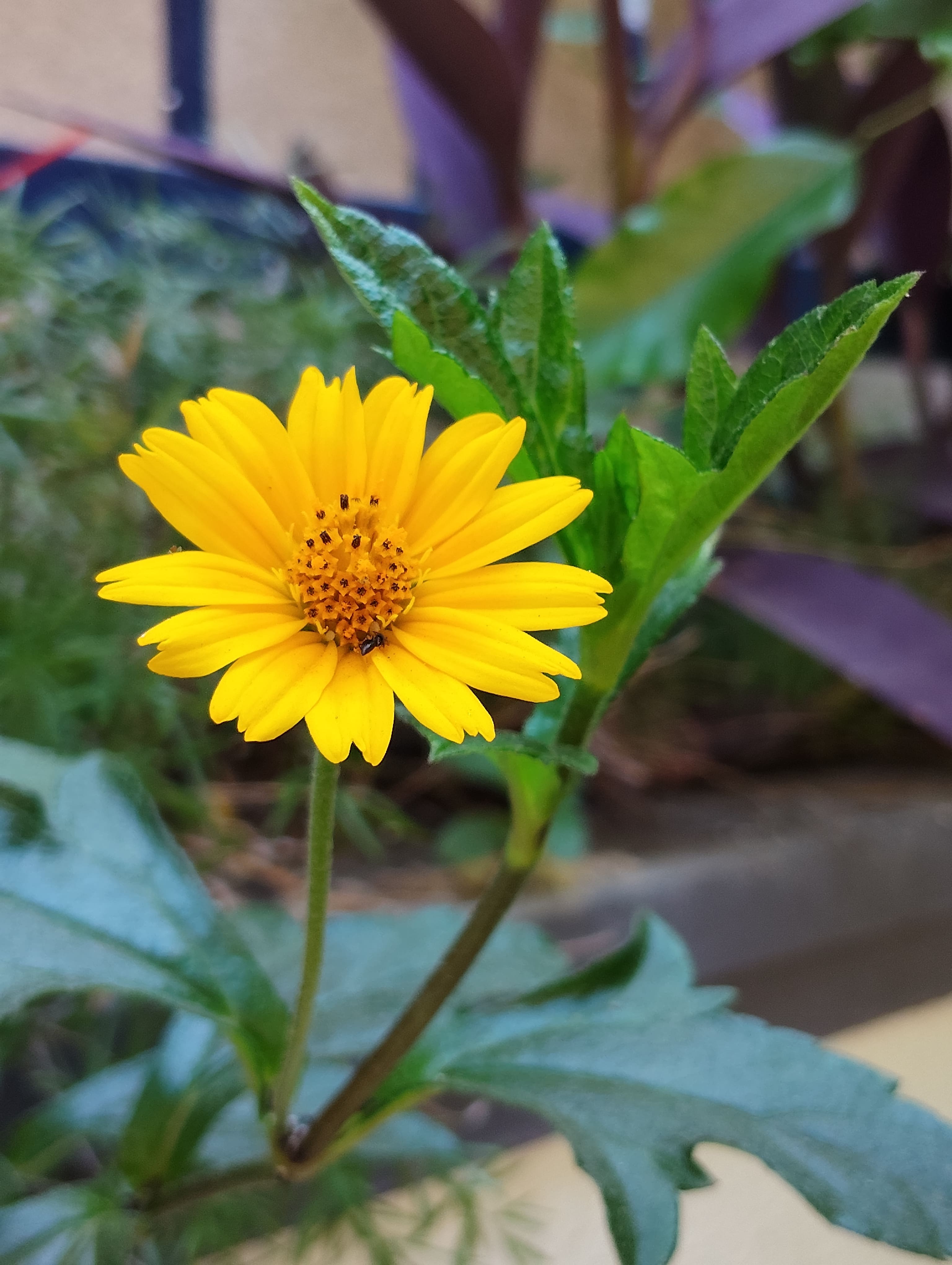 Poco M7 5G camera sample.