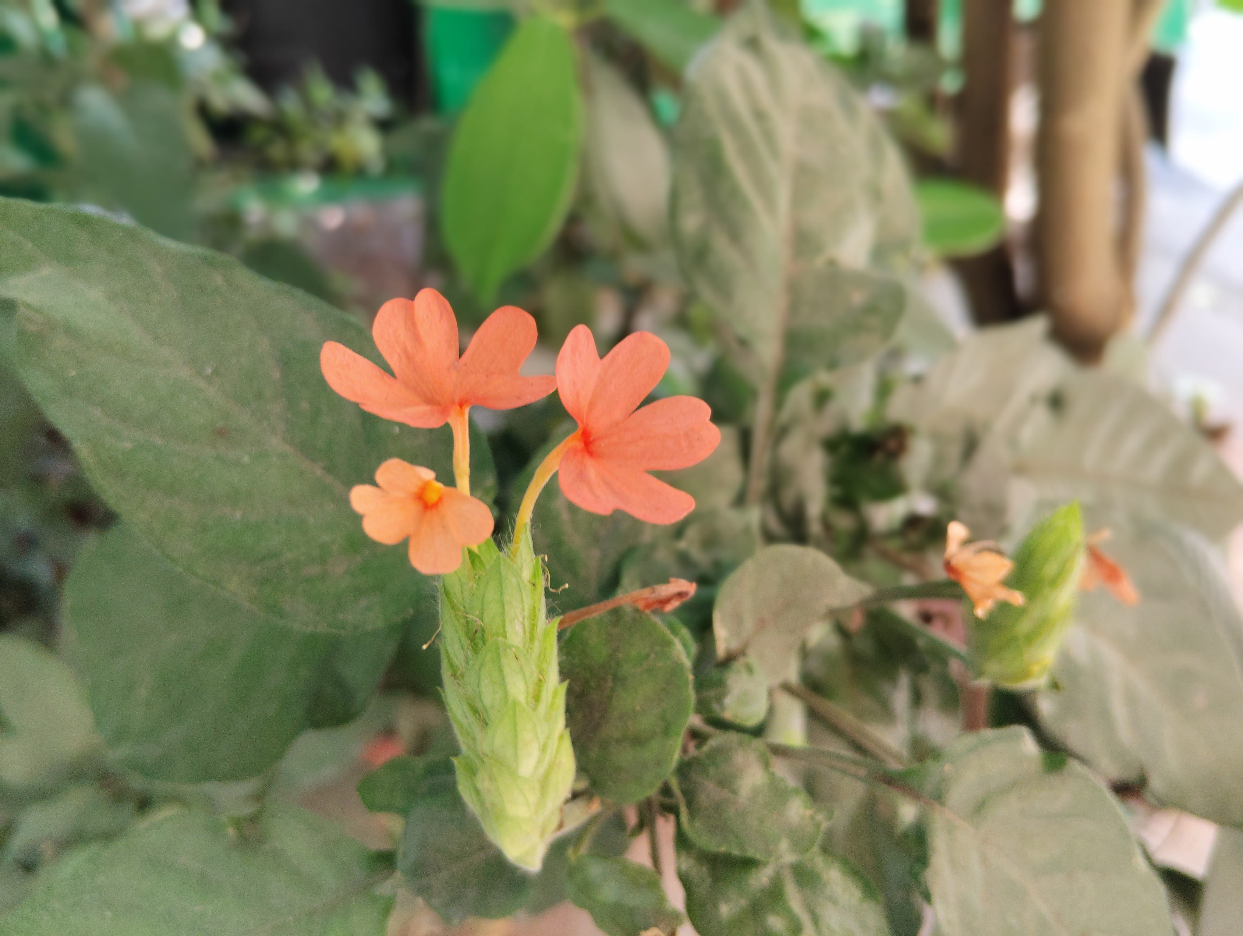 Poco M7 5G camera sample.