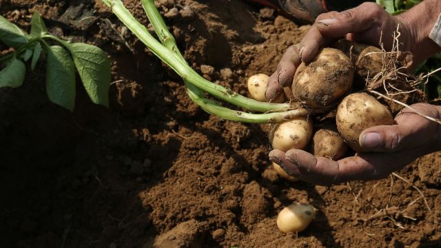 punjab's potato farmers