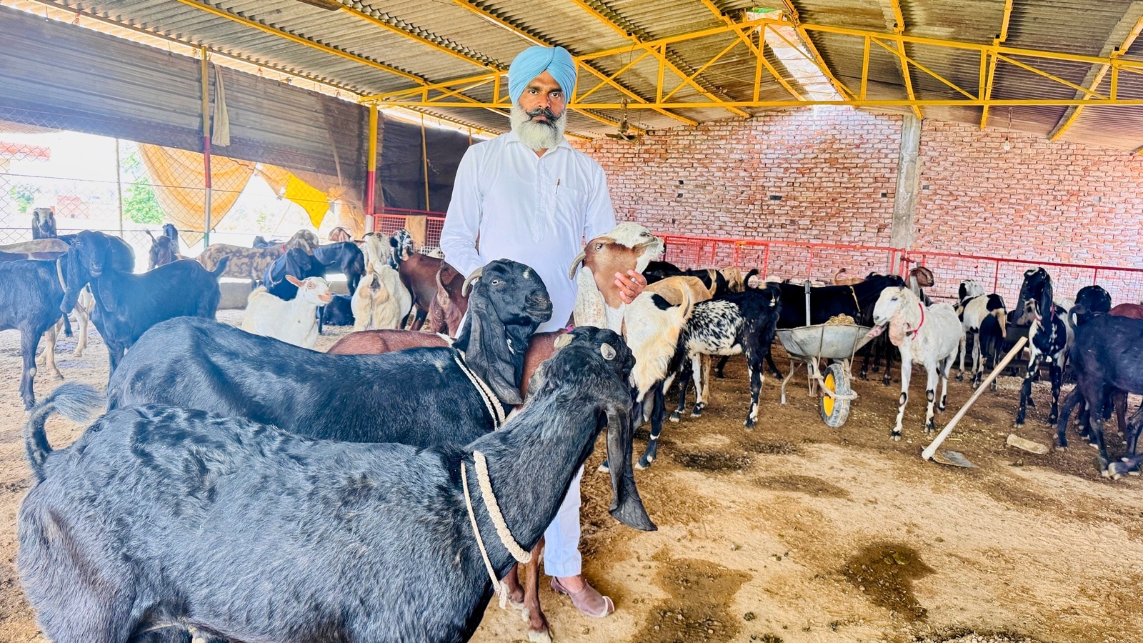 From losses to triumph: A Marginal Farmer’s humble journey in goat breeding to becoming Punjab’s goat-farming tycoon | Chandigarh News