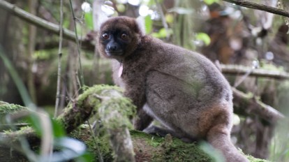 Top 10 Most Rare Animals In The World