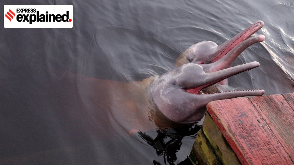 river dolphins