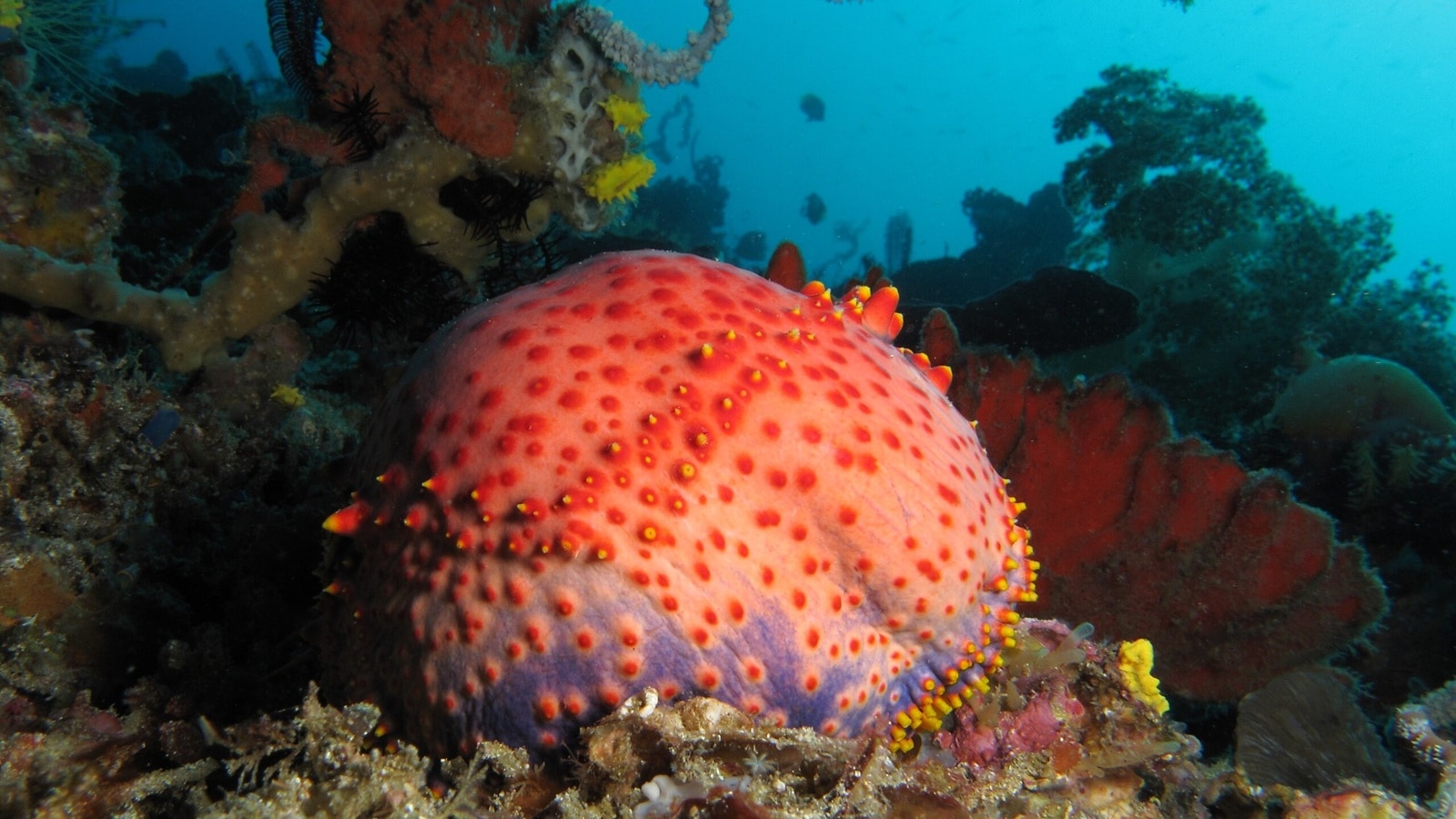 sea apple
