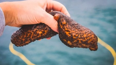 animals, sea cucumber