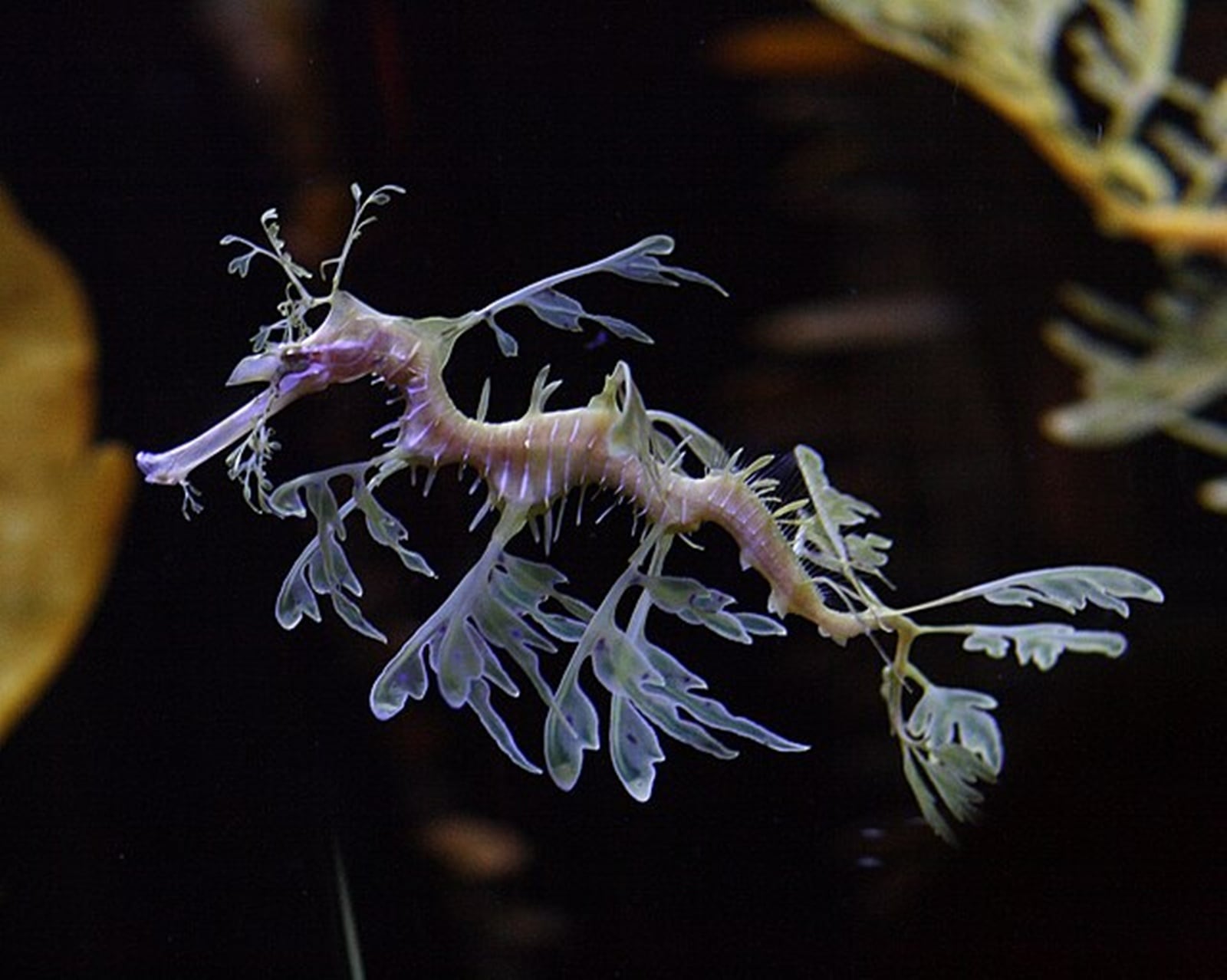 Sea dragons (Phycodurus eques and Phyllopteryx taeniolatus) are another group of fish where males give birth